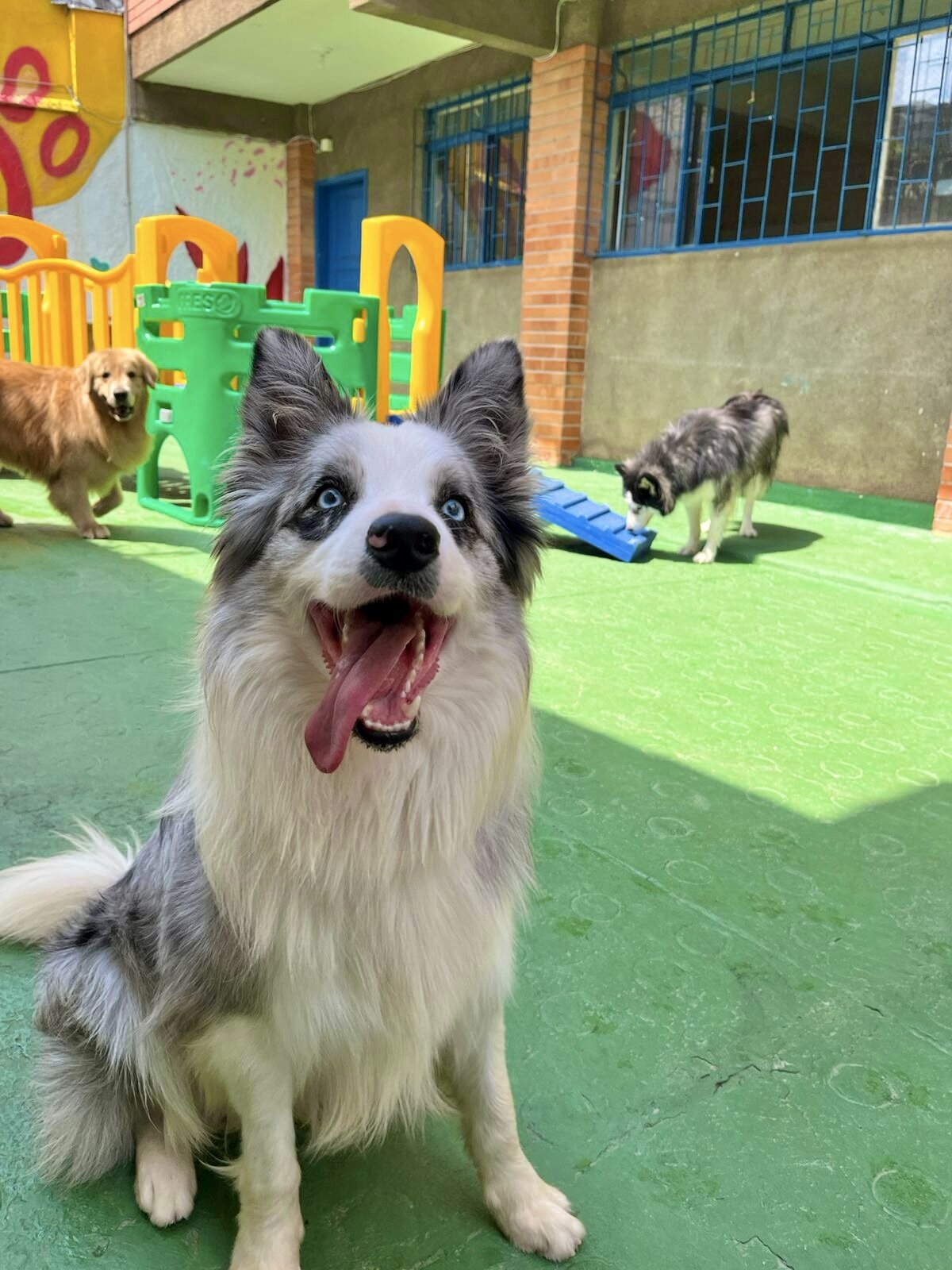 Cão brincando no Dog Affeto
