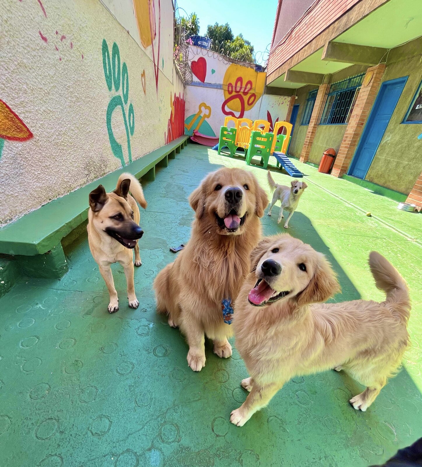 Cão brincando no Dog Affeto